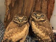 Image result for Burrowing Owl Meritage