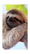 Image result for Real Life Sloth NYC