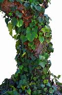 Image result for Plastic Ivy Vines