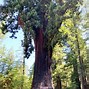 Image result for California Redwood Forest San Francisco