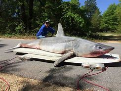 Image result for Biggest Mako Shark in the World