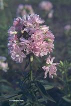 Image result for Saponaria officinalis Rosea Plena
