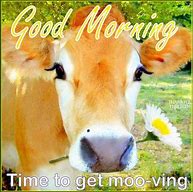 Image result for Good Morning Cow Meme