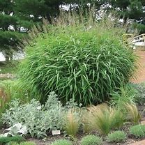 Image result for Spodiopogon sibiricus