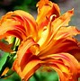 Image result for Most Beautiful Lily