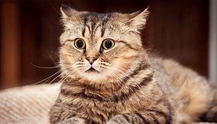 Image result for cats wallpapers 4k
