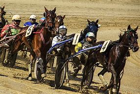 Image result for Harness Racing Snake Cord