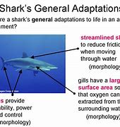 Image result for Marine Animals Adaptation