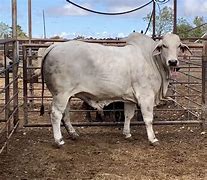 Image result for Brahman Cattle in Botswana