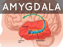 Image result for Amygdala 4chan Meme