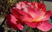 Image result for Cool Roses