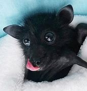 Image result for Baby Fluffy Bat