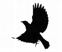 Image result for Flying Bird Silhouette Transparent