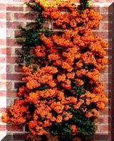 Image result for Evergreen Vines for Trellis