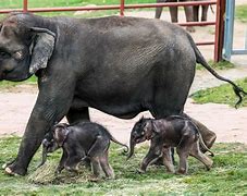 Image result for Elephant Twins