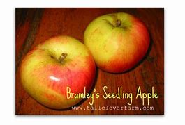 Image result for Apple Tree Seedling