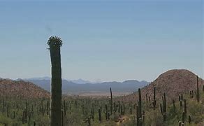 Image result for papago_saguaro_national_monument