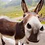 Image result for What Is the Difference Between a Donkey and a Mule