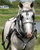 Image result for Double Horse Harness