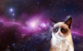 Image result for Galaxy Hipster Cat