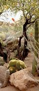 Image result for Cacti Landscaping
