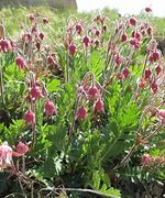 Image result for Geum triflorum JS Peace Pipe