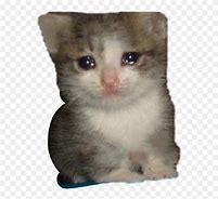 Image result for Cat Crying Sleeping Meme