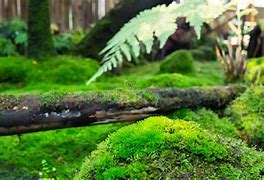 Image result for Lush Forest Moss
