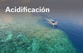 Image result for acidificad