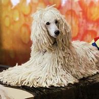 Image result for Corded Poodle Hair