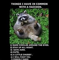 Image result for Funny Memes About Raccoons