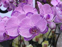 Image result for Happy New Year Flowers Image