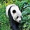 Image result for Panda Environment