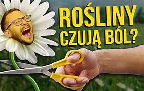 Image result for czuja