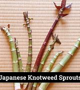 Image result for Japanese Knotweed Sprouts