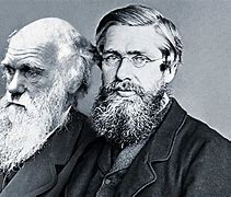 Image result for Teoria De Darwin E Wallace