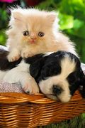 Image result for Baby Kittens and Puppies