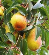 Image result for Pyrus communis Précoce de Trévoux