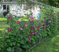 Image result for Vines That Will Grow On Chain Link Fence