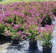 Image result for Lagerstroemia Royalty