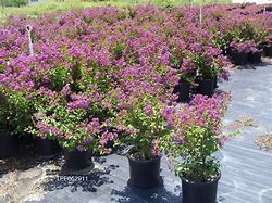 Image result for Lagerstroemia Royalty