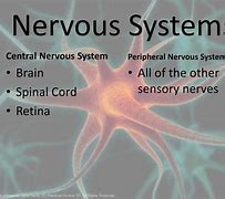 Image result for Muscle Memory Nervous System