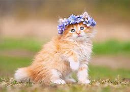 Image result for iPad Wallpaper 4K Cute