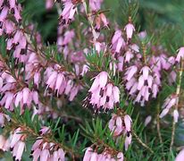 Image result for Erica carnea