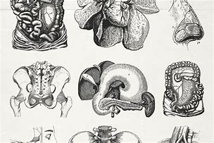 Image result for Vintage Anatomy Study