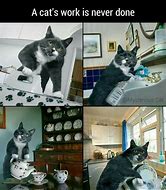 Image result for Cat Job Meme