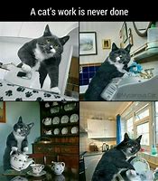 Image result for Cat at Work Meme