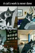 Image result for Cat Memes Funny Clean Work