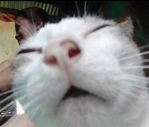 Image result for Angry Cat Cursed Meme