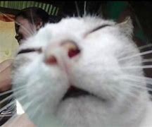 Image result for Cursed Cat Meme Image